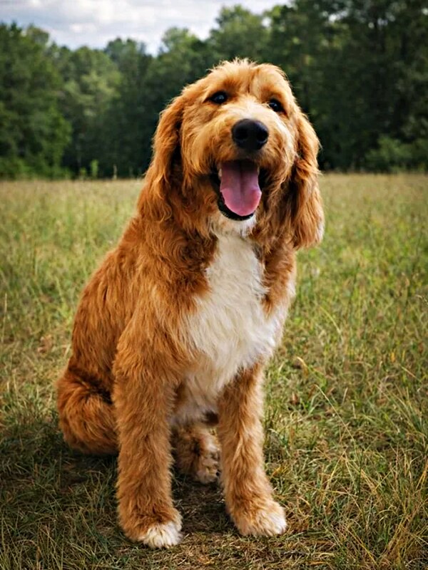 Copper — Chief Morale Officer